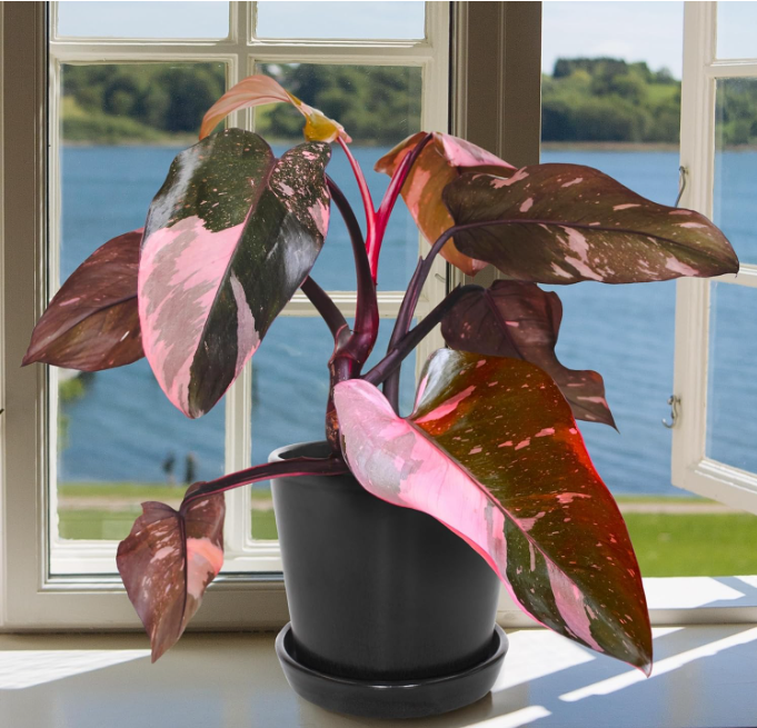 pink princess philodendron