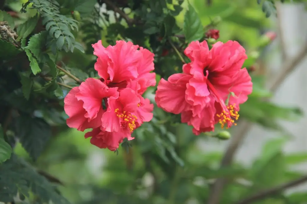 hibiscus flowers